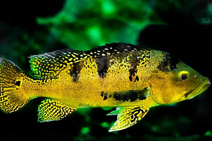 Kelberi Peacock Bass (Cichla Kelberi)