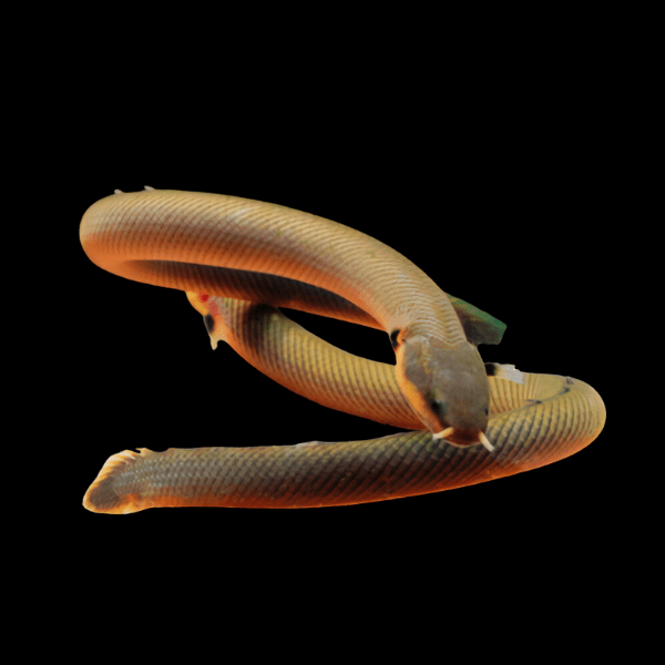 Rope Fish (Erpetoichtlys Calabaricus)