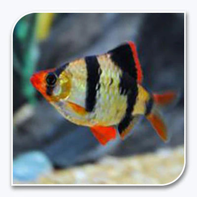 Tiger Barb
