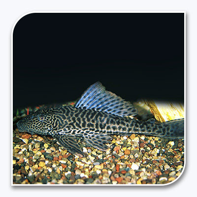 Common Pleco