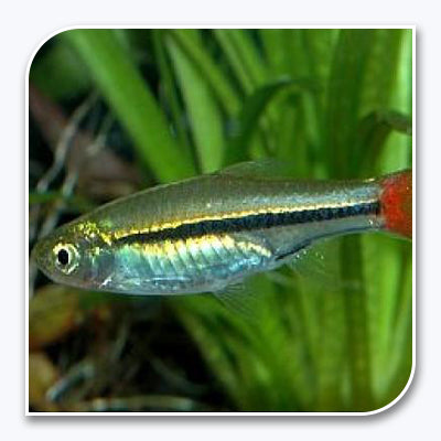 Brilliant Rasbora
