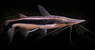 Lima Shovel Nose Cats (Sorubim Lima)