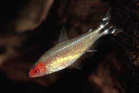 Rummy Nose Tetra (Petitella Georgiae)