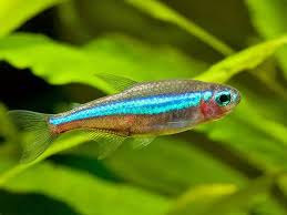 Green Neon Tetras (Paracheirodon  Simulans)