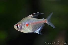 Bleeding Heart Tetras (Hyphessobrycon Erythrostigma)
