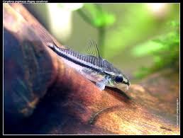 CORYDORAS PYGMAEUS (BLACKLINE)